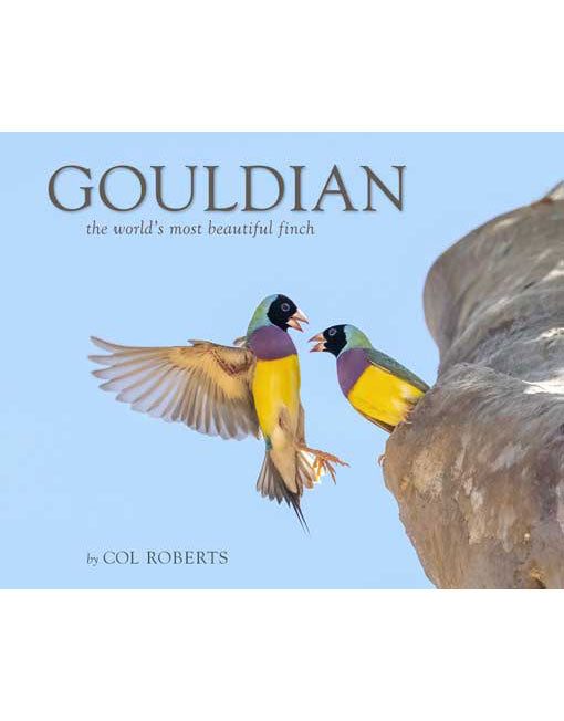 Gouldian World's Most Beautiful Fin