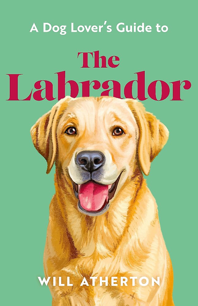 Dog Lover S Guide To The Labrador