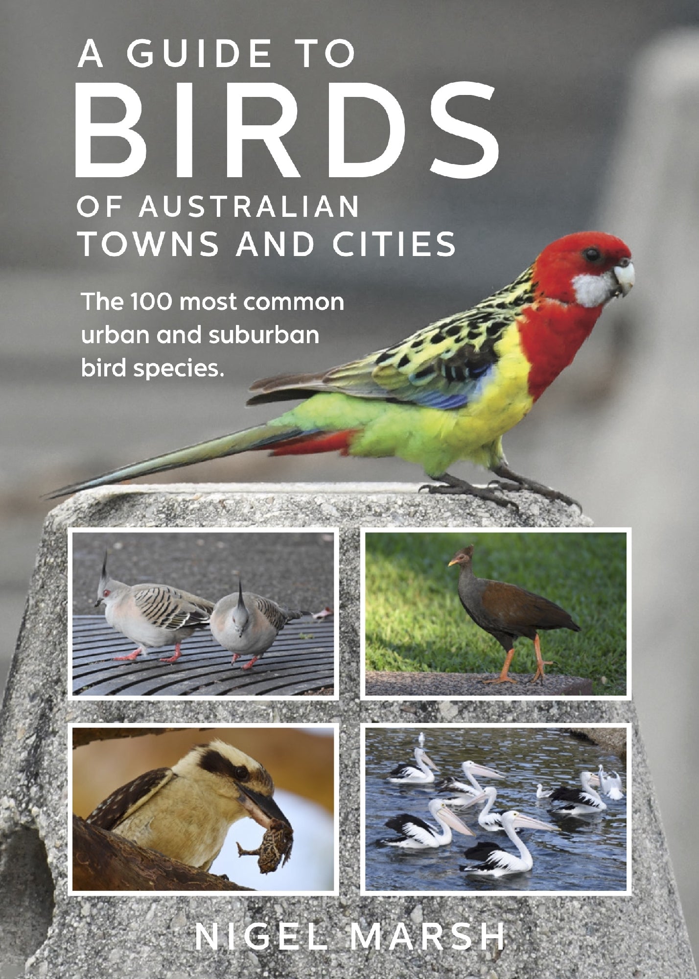 Guide To Birds Of Australian Towns