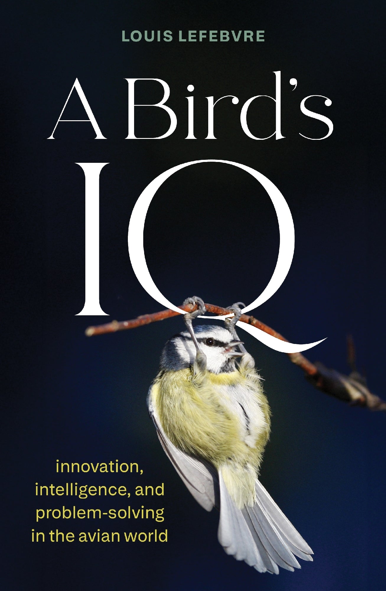 Bird's Iq