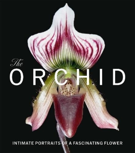 Orchid
