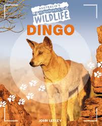 Australia's Remarkable Dingo