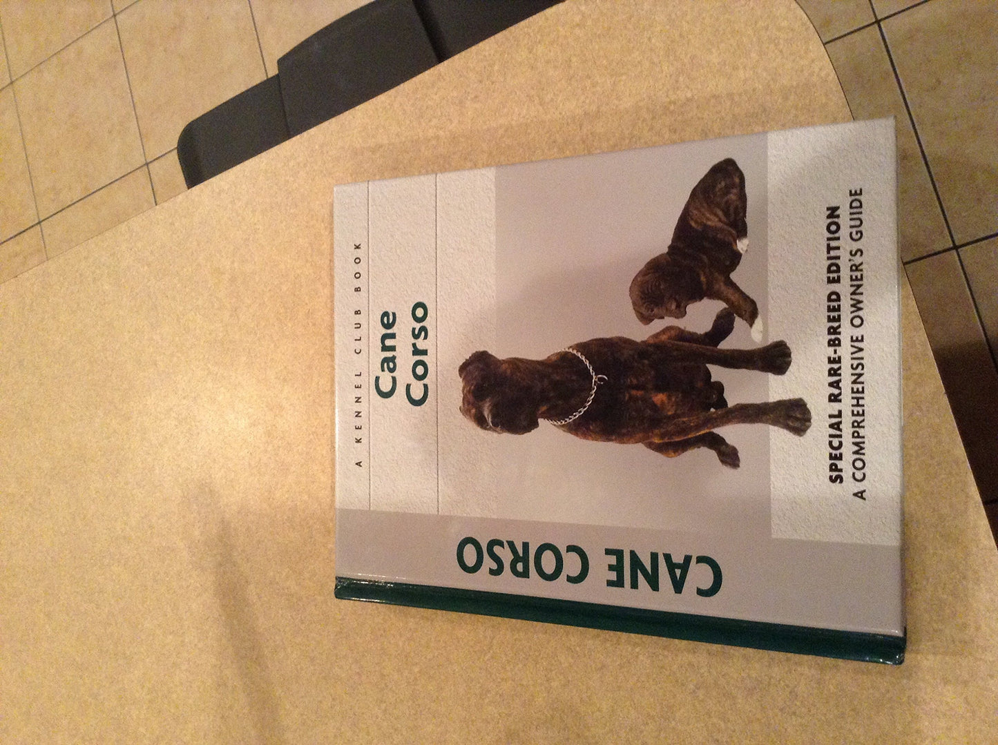 Cane Corso