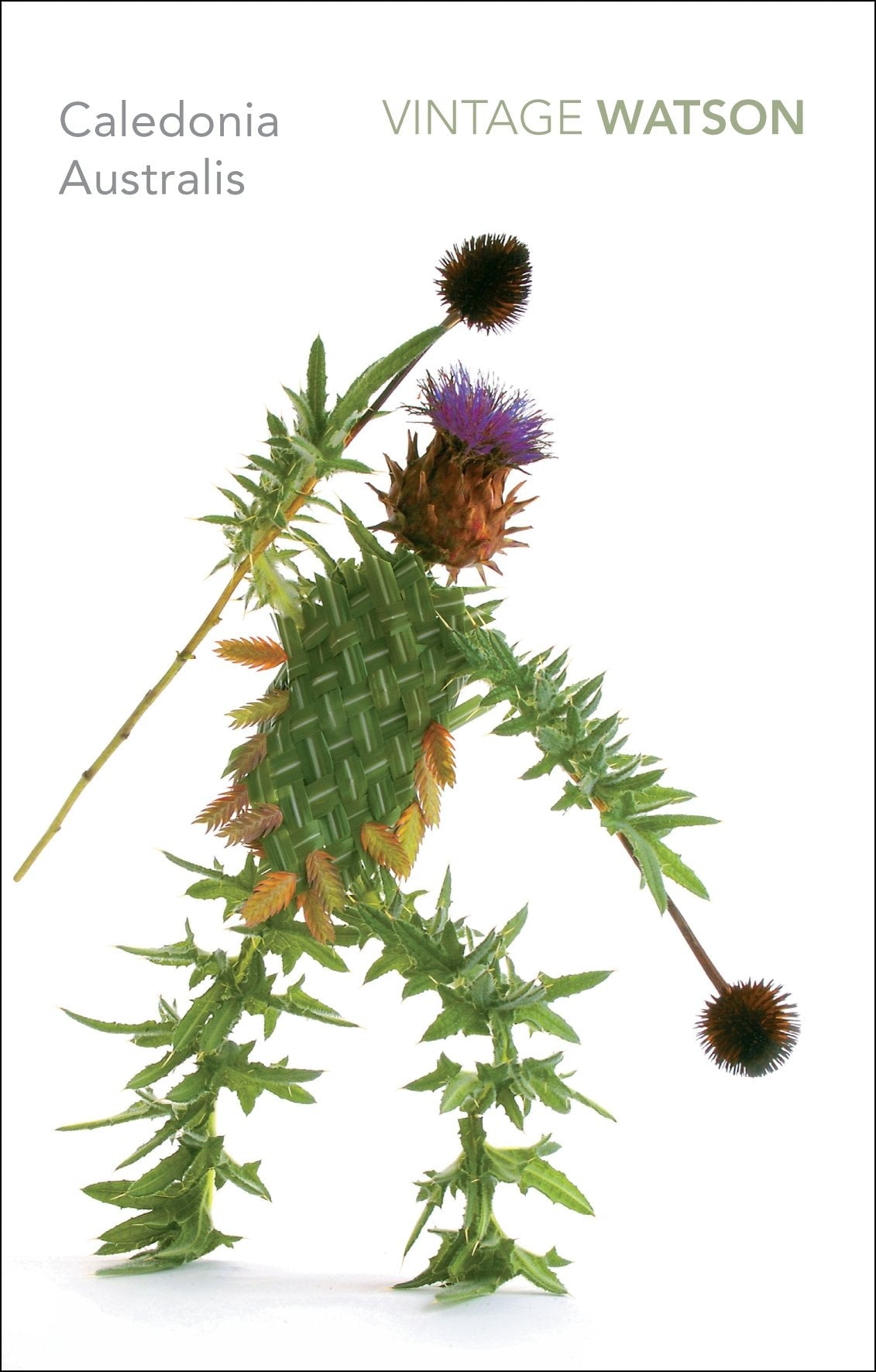 Caledonius Australis