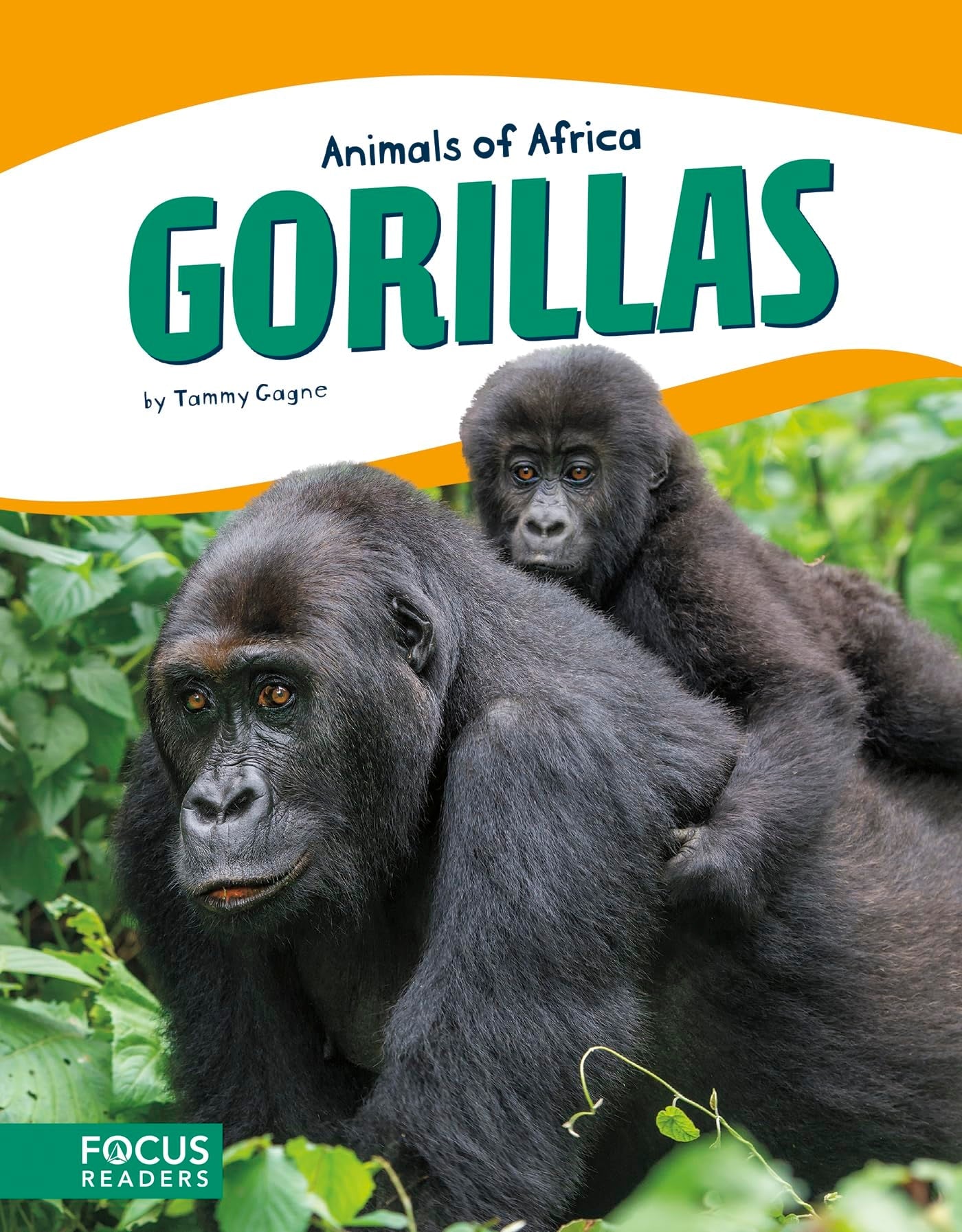 Animals Of Africa Gorillas