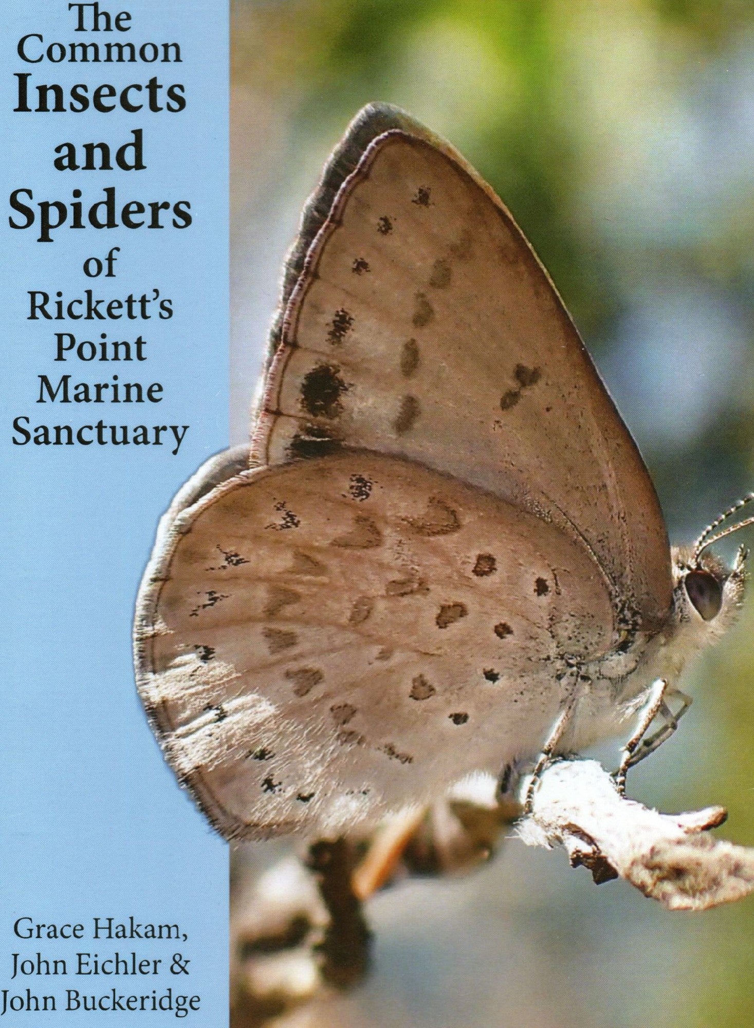 Urban Sanctuary 5 Insects Spiders