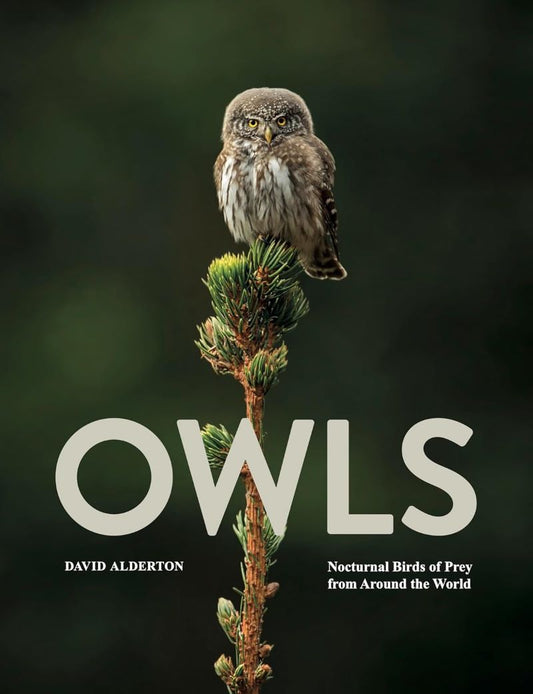 Owls Nocturnal Birds Of Prey From Around The World