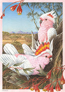 Jigsaw 1000 Major Mitchell's Cockatoo