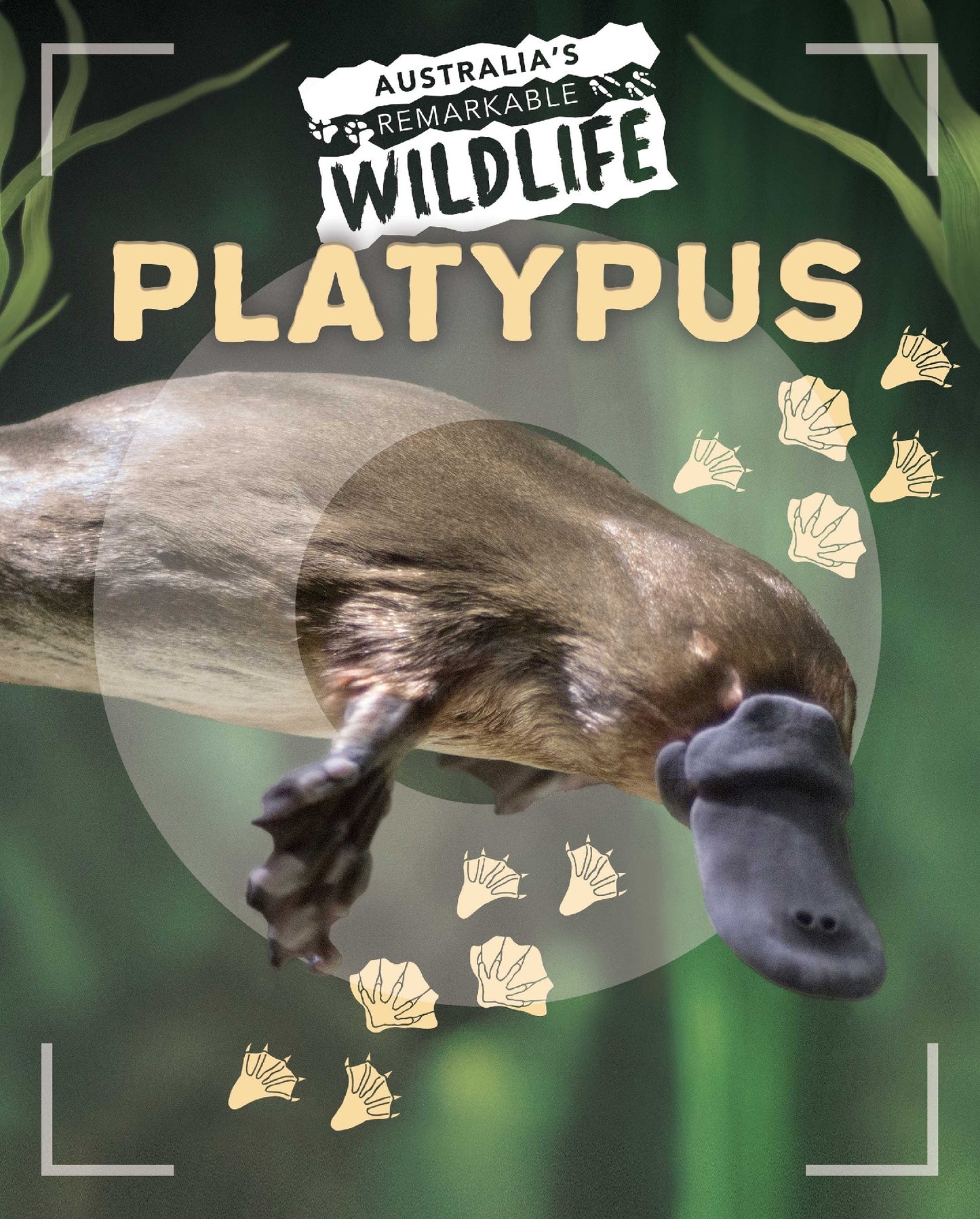 Australia's Remarkable Platypus